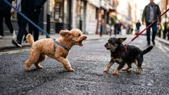 Miksi koira reagoi aggressiivisesti muihin koiriin: kyse ei ole ilkeydestä