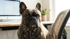 Miksi ranskanbulldogit piereskelevät usein: pääsyy ei ole niin ilmeinen