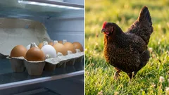 Omat kotikanat vai kaupasta ostetut munat: kumpi on todella halvempaa